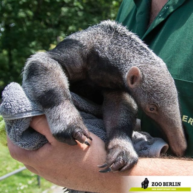 Evita, Giant Anteater / Zoo Berlin
