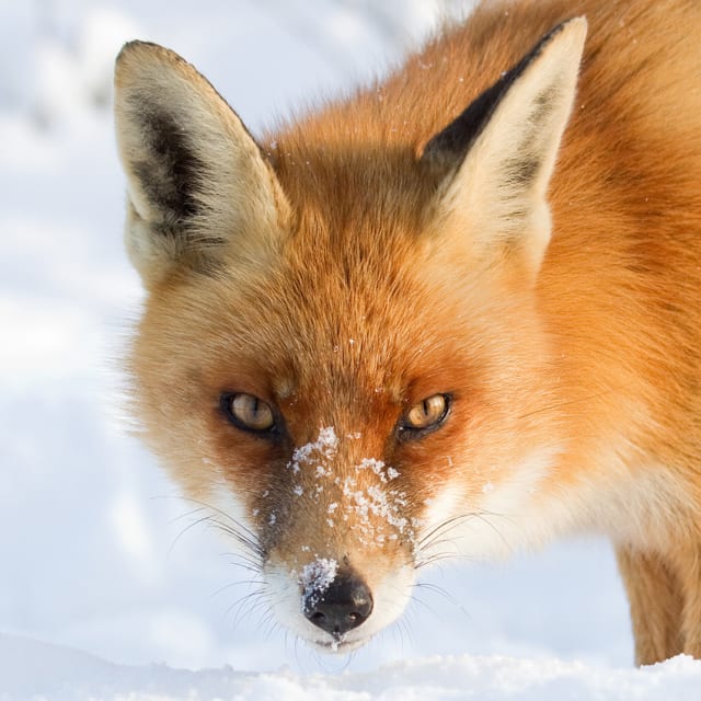 A Fox Fantasy / Roeselien Raimond