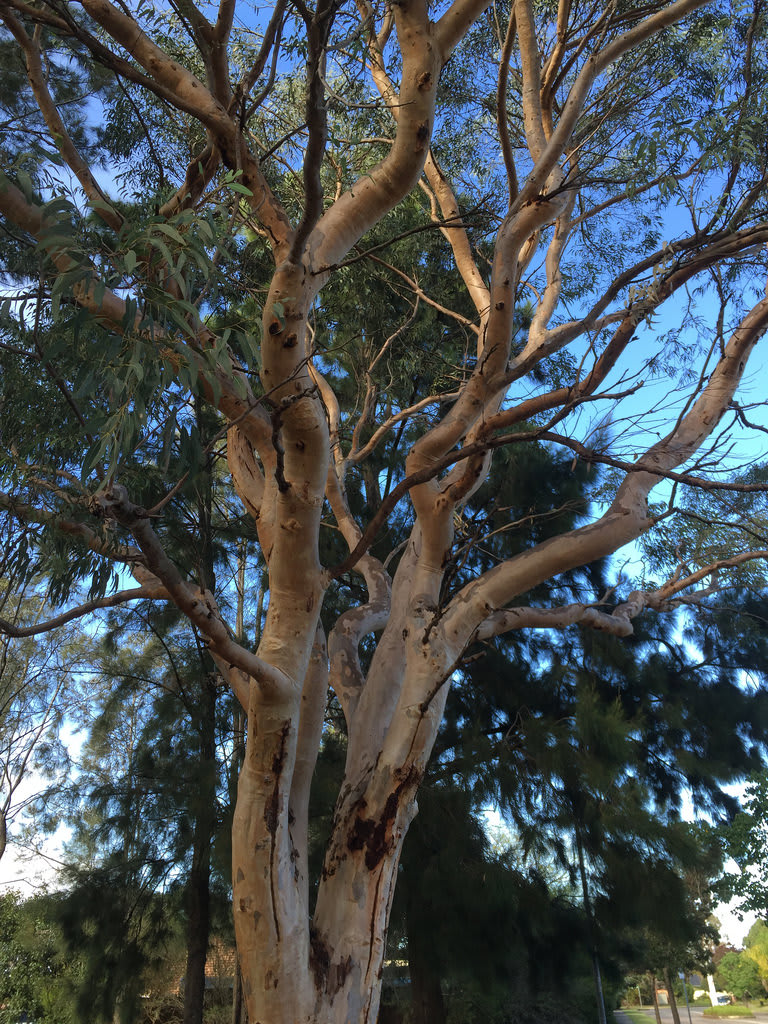 Scribbly Gum (Eucalyptus haemastoma) / Red Wolf