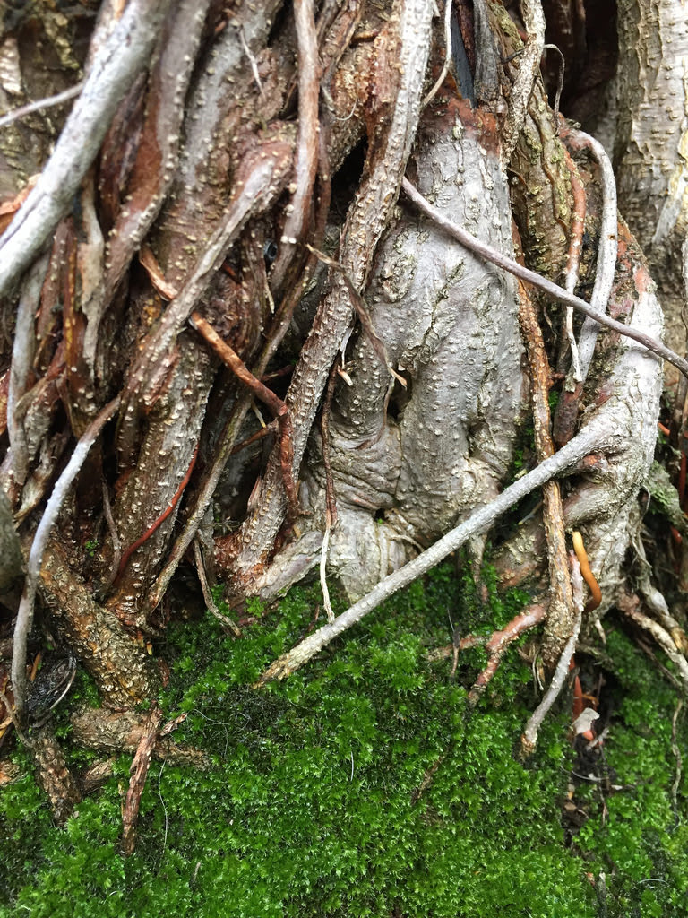 Moreton bay fig (Ficus macrophylla) / Red Wolf