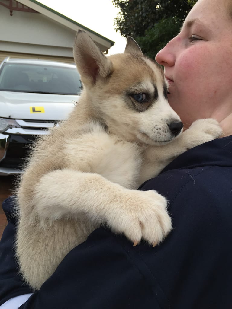 Frosted Playground / Red Wolf