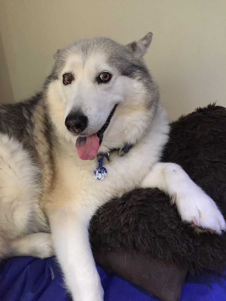 Vacuum is Scary / Red Wolf