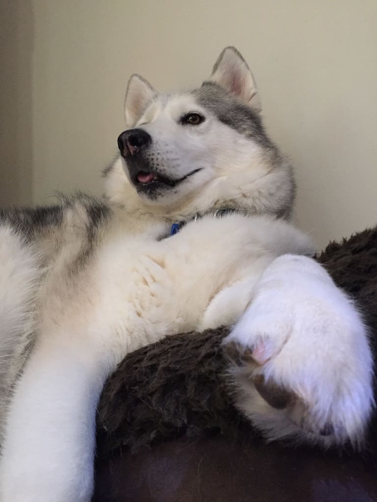 Vacuum is Scary / Red Wolf