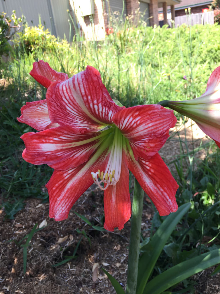 Clivia + Pigface / Red Wolf
