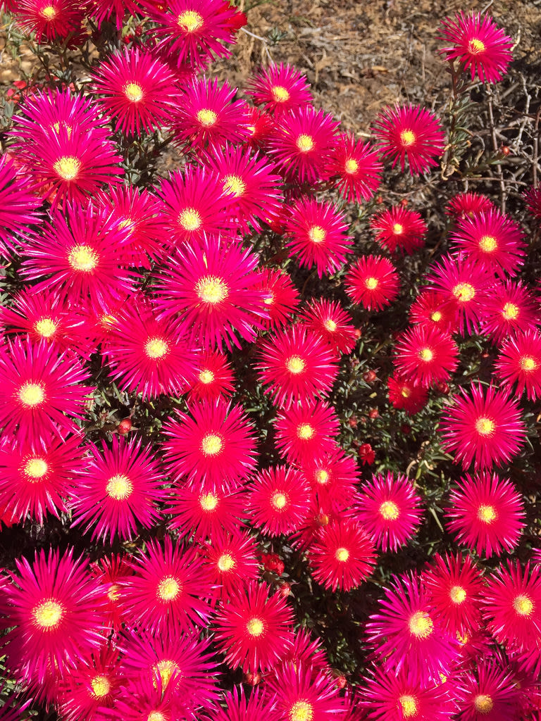 Clivia + Pigface / Red Wolf