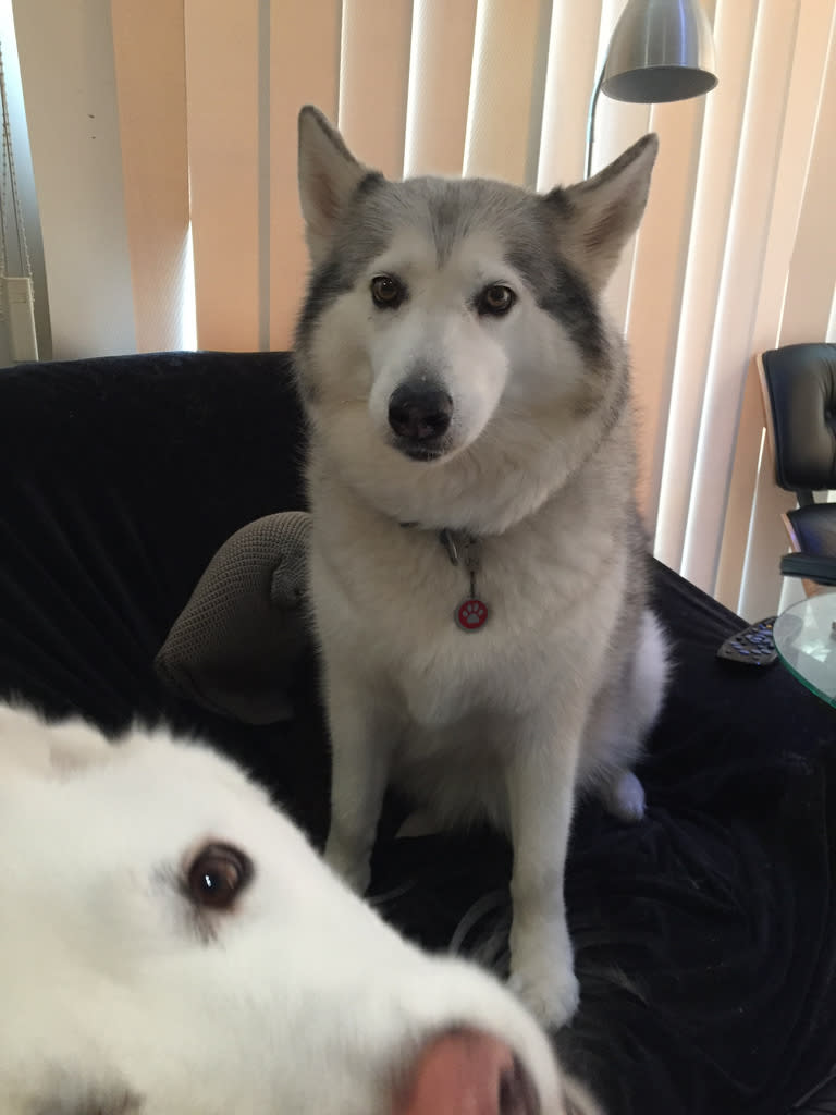 All Your Furniture Are Belong to Us / Red Wolf