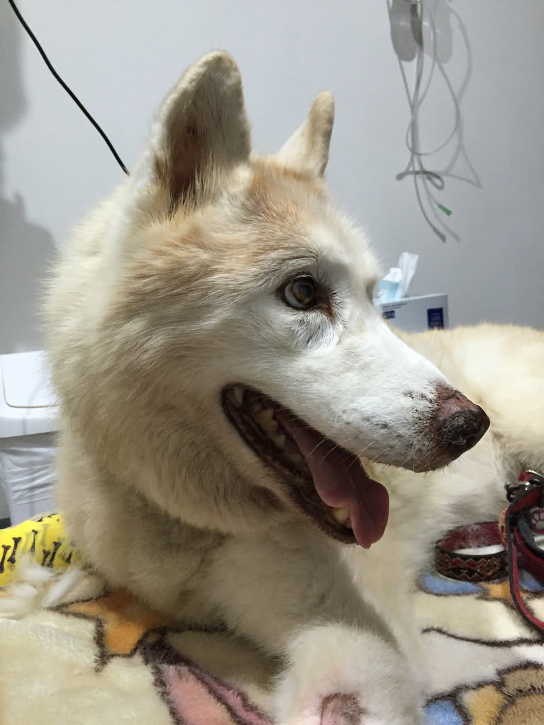 At Home + Orange Pod’s Last Photo / Red Wolf