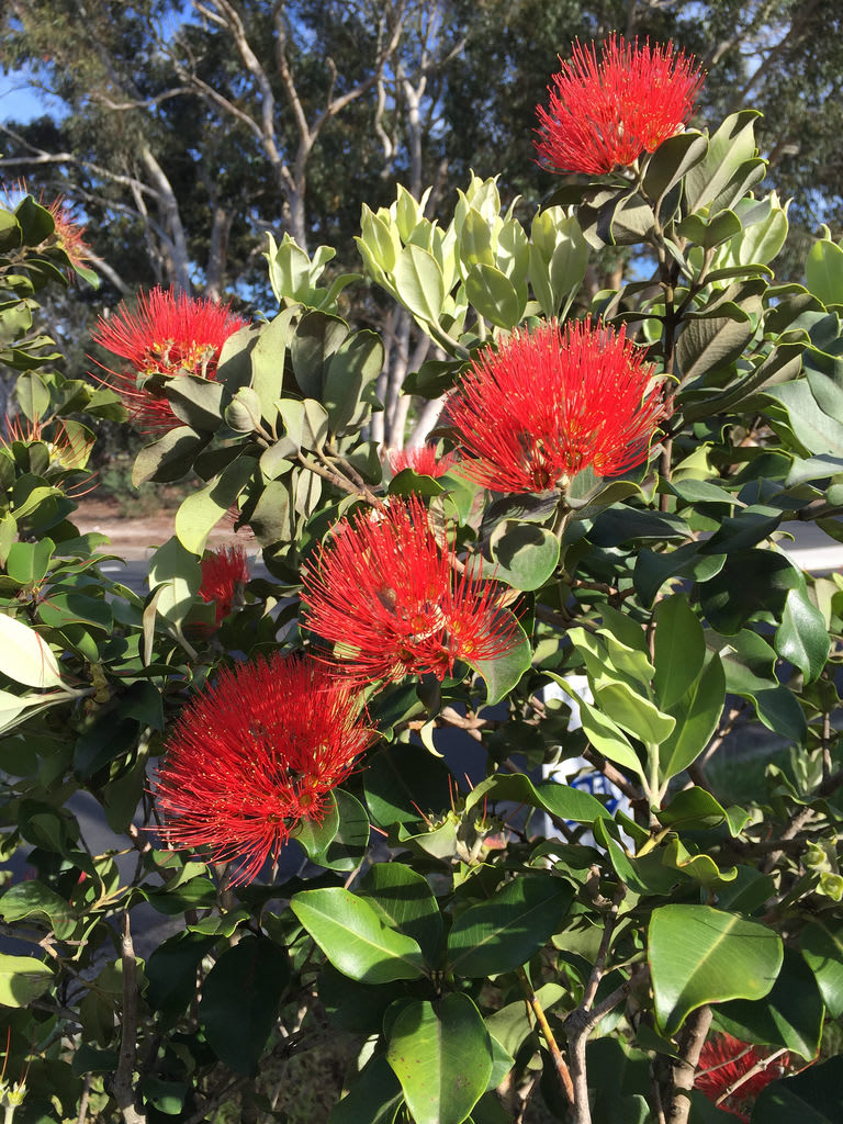 Red Flowering Gum (Corymbia ficifolia) / Red Wolf