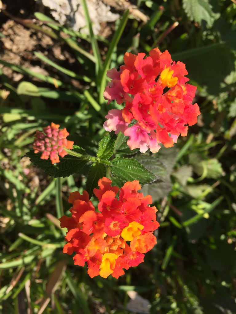 Manchurian Pear + Purple Flowers + Lantana / Red Wolf