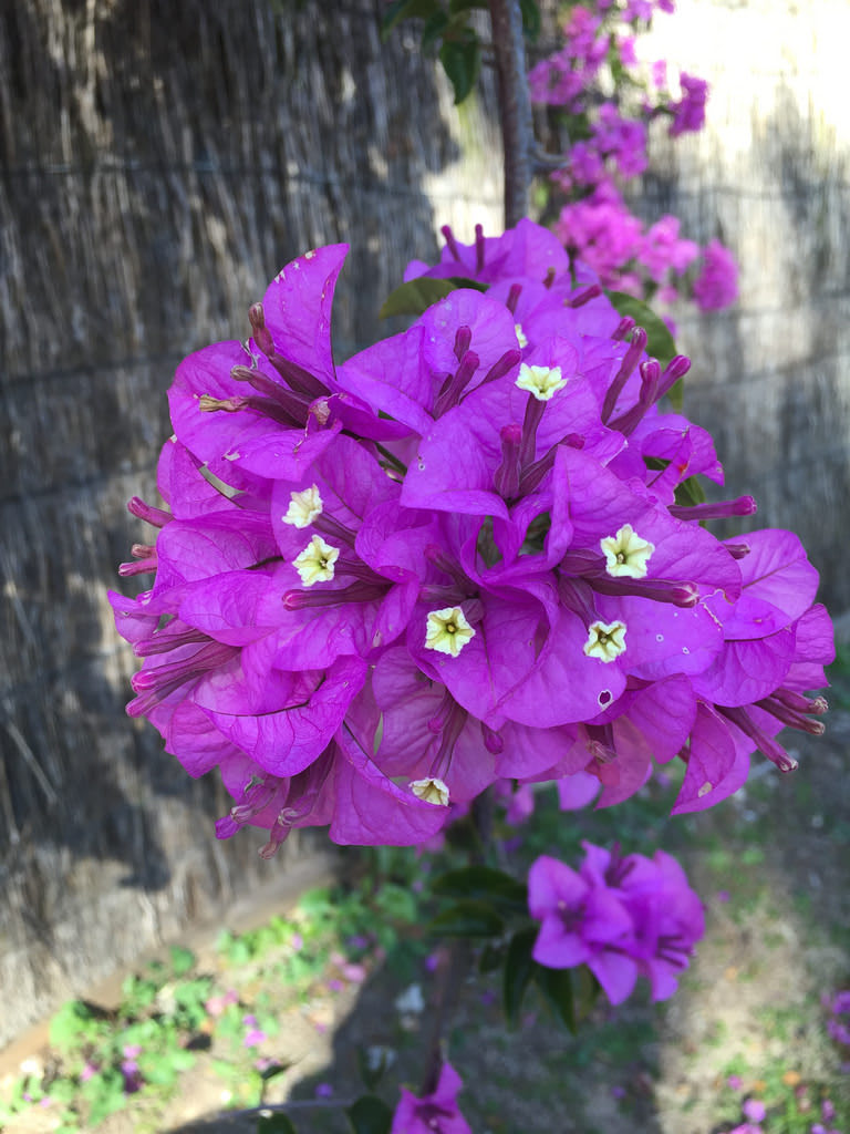 Purple Bougainvillea + Spectacular Rustgill + Coral Berry / Red Wolf