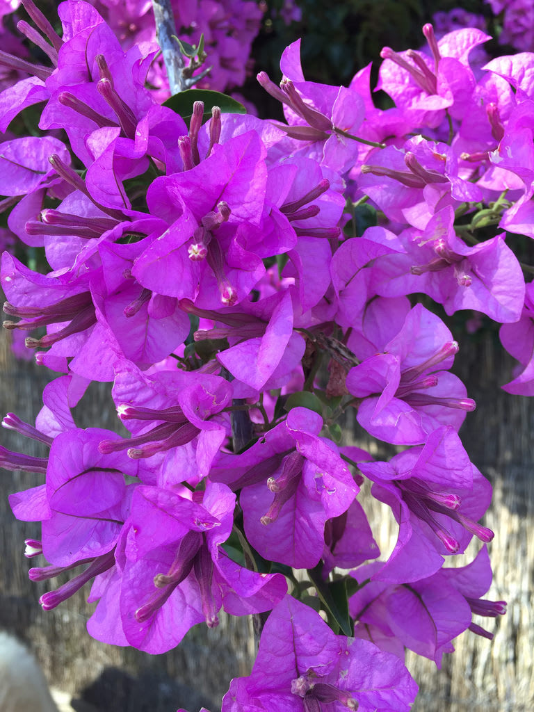 Purple Bougainvillea + Spectacular Rustgill + Coral Berry / Red Wolf