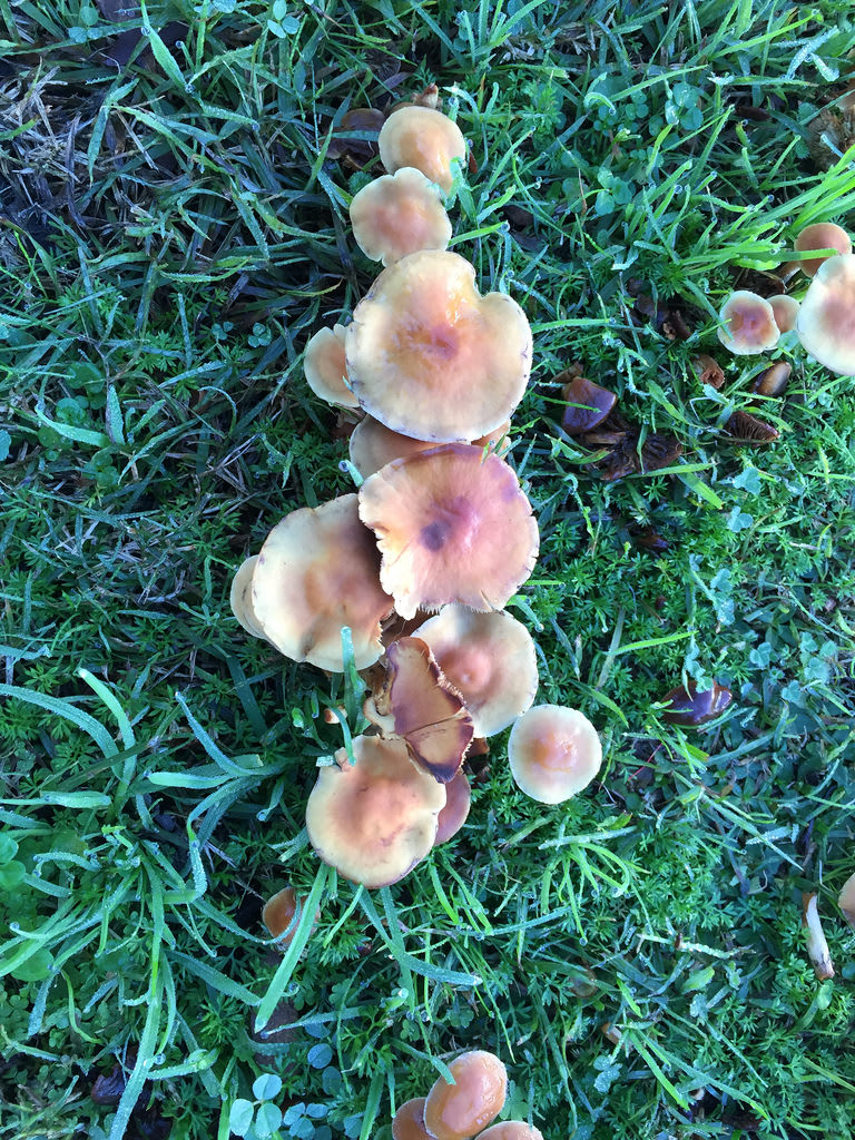 Deer Shield Mushrooms (Pluteus cervinus) / Red Wolf