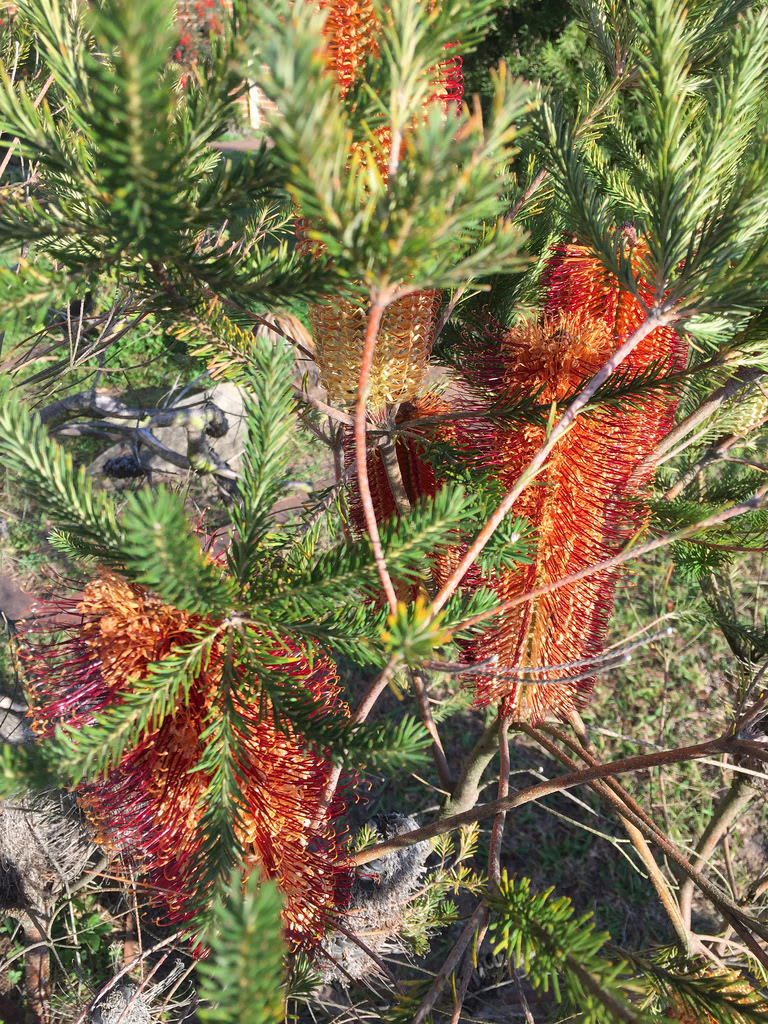 Banksia ericifolia / Red Wolf