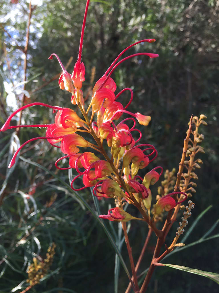 Red Grevillea / Red Wolf
