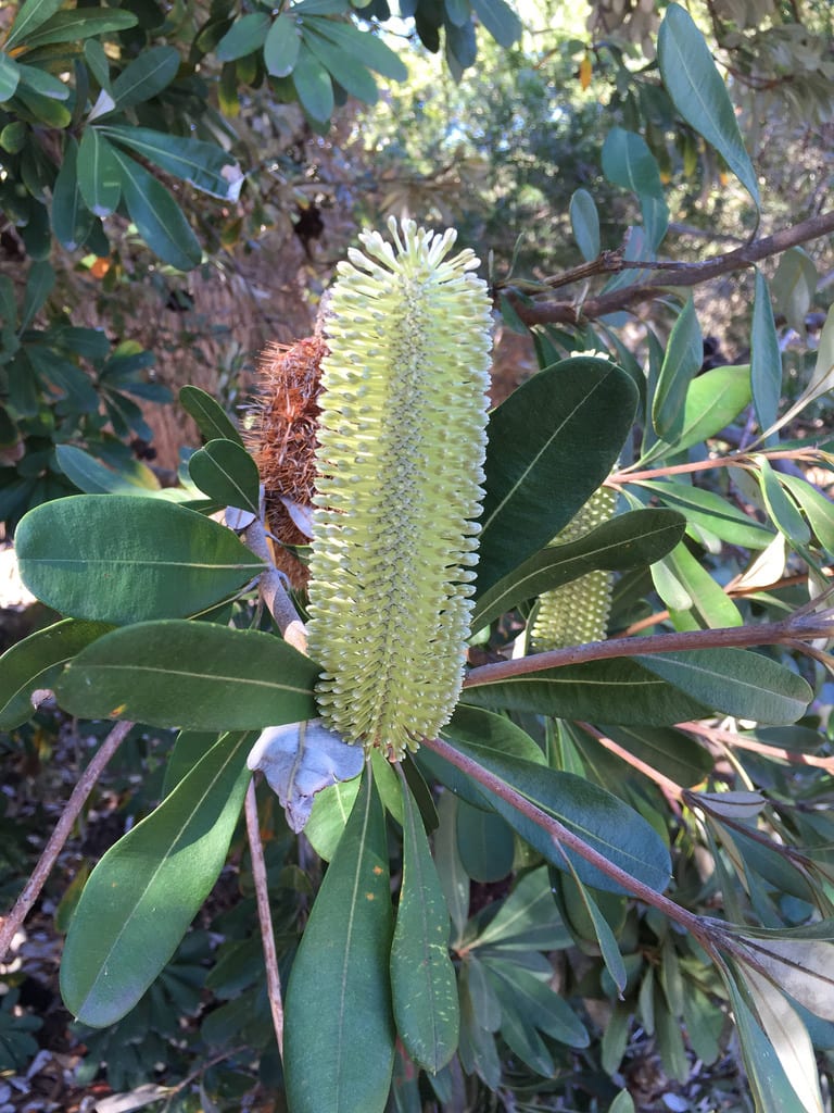 Golden Orb Weaver + Banksia + Magnolia / Red Wolf