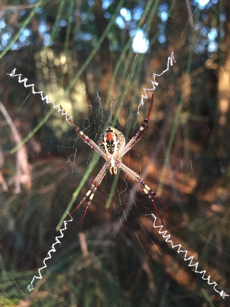 Golden Orb Weaver + St Andrew’s Cross Spider / Red Wolf