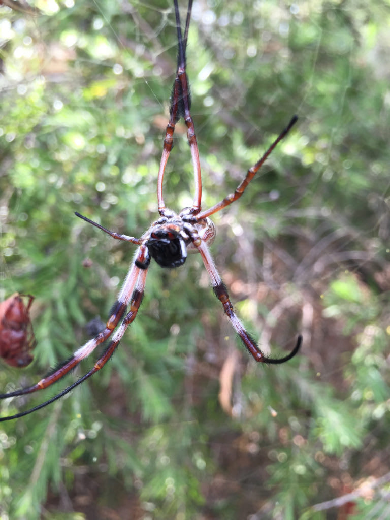 Golden Orb Weaver Underside / Red Wolf