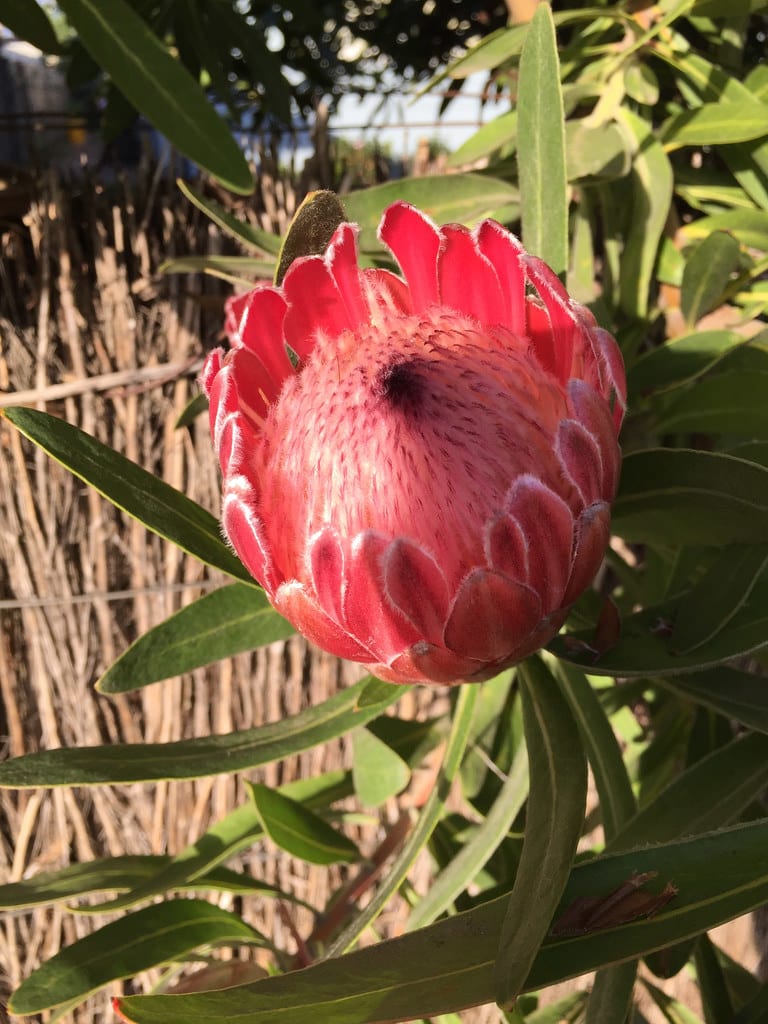 Protea + Bougainvillea + Paperbark + Lilly Pilly / Red Wolf