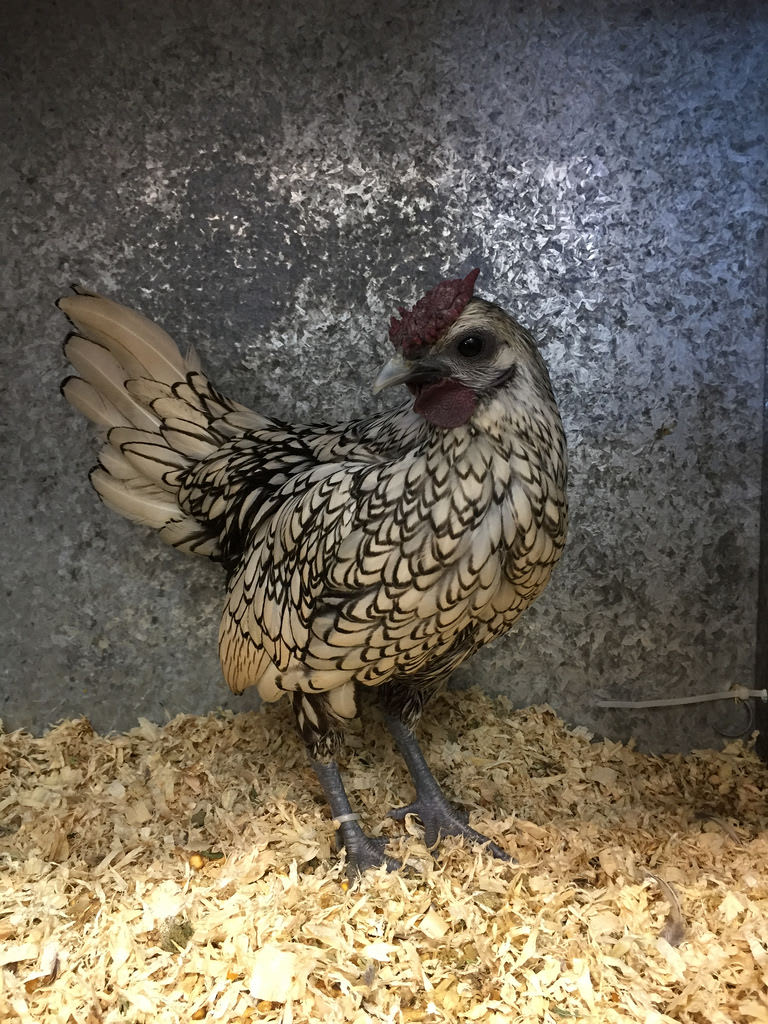 Agave + Chooks / Red Wolf