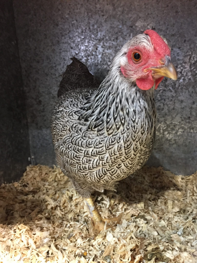 Agave + Chooks / Red Wolf