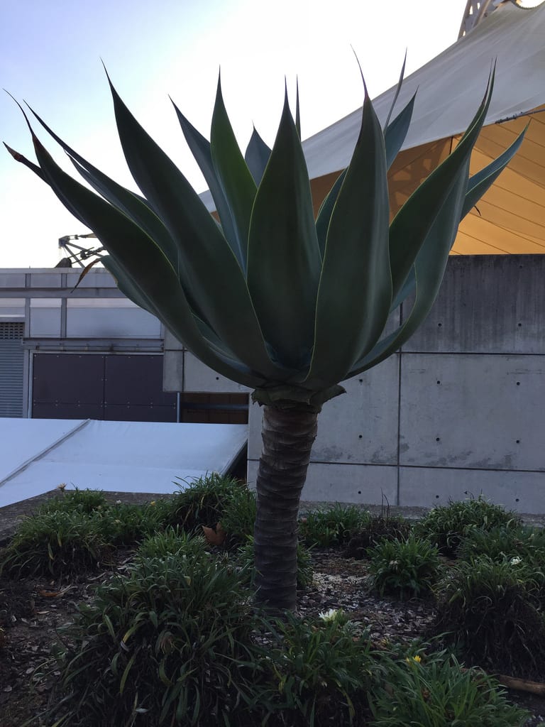 Agave + Chooks / Red Wolf