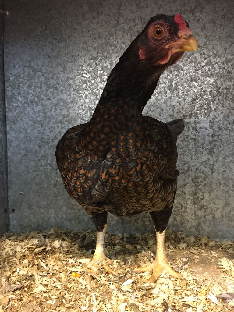 Agave + Chooks / Red Wolf
