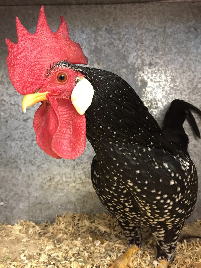 Agave + Chooks / Red Wolf