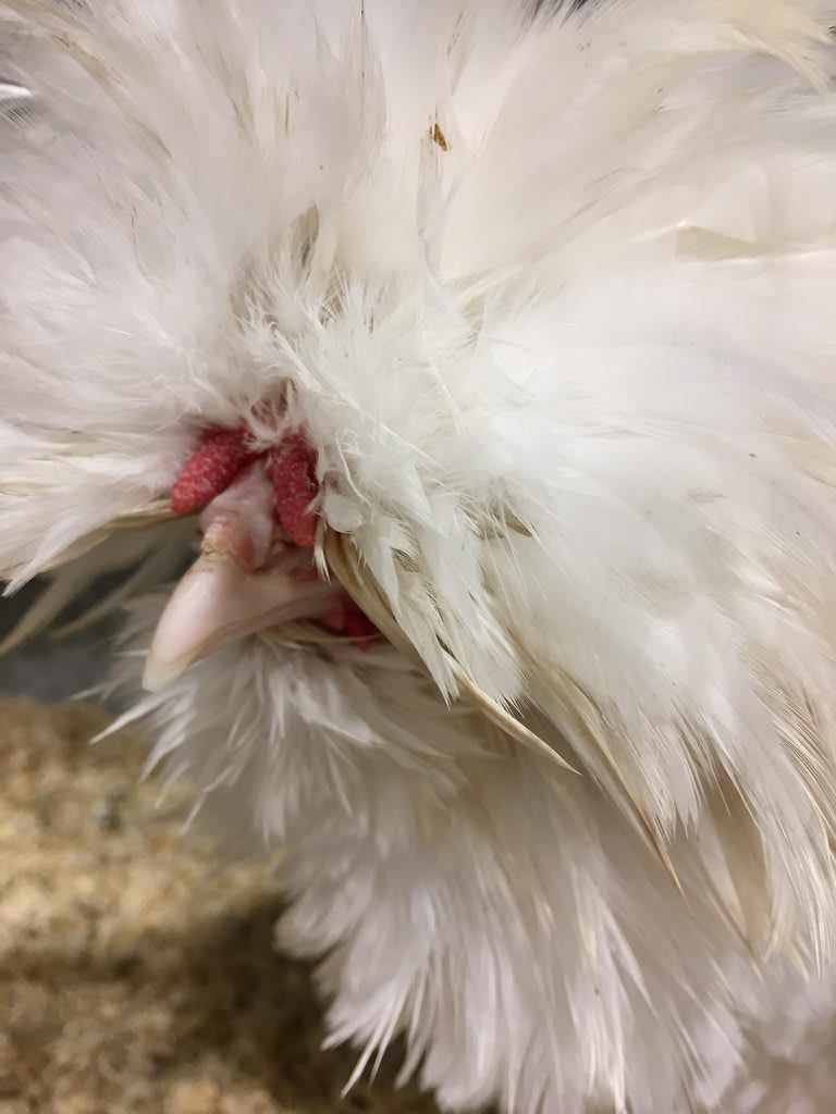 Geese + Frizzle+ Crested / Red Wolf