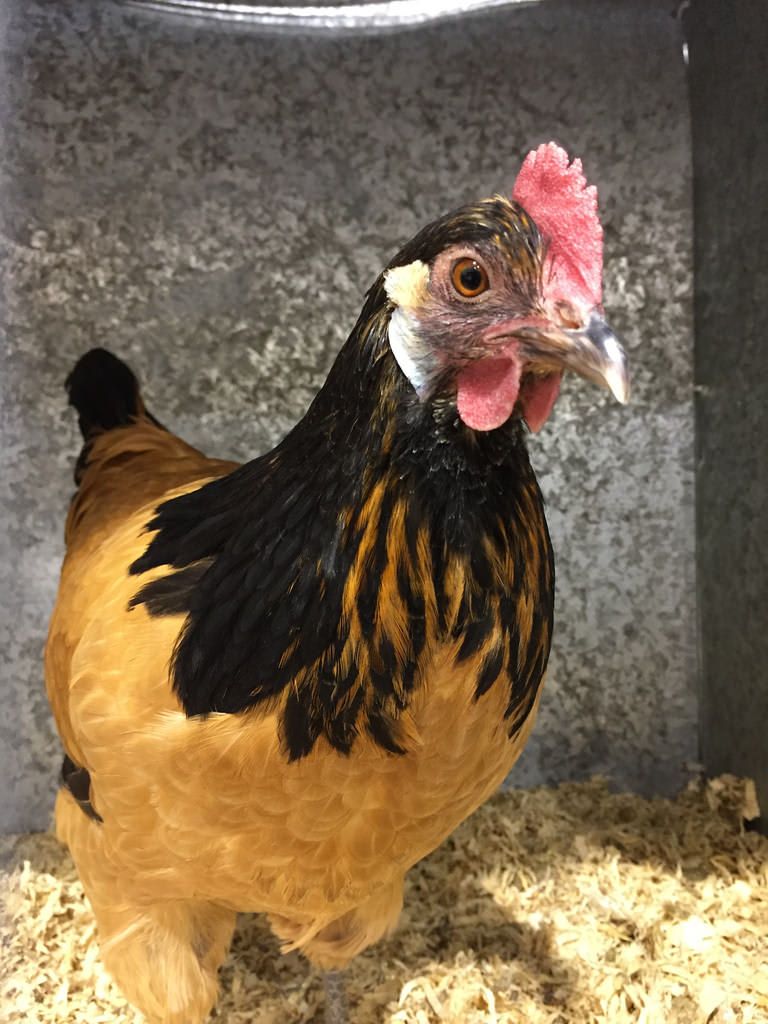 Lakenfelder + Ayrshire + Alpacas + Lute / Red Wolf