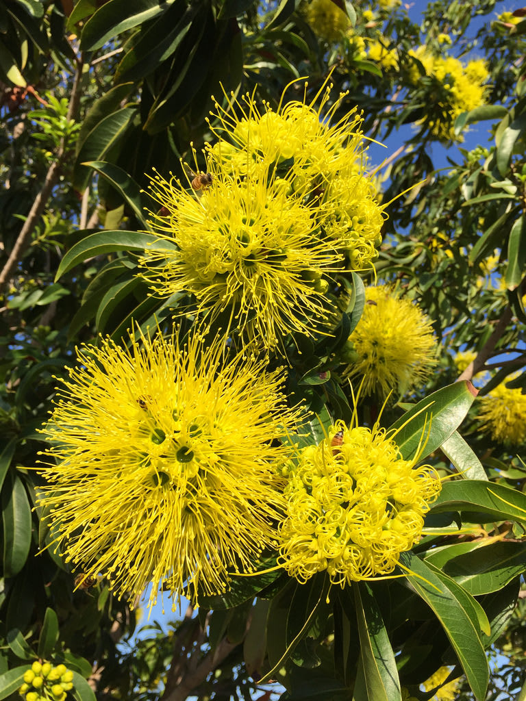 Golden penda tree (Xanthostemon chrysanthus) / Red Wolf