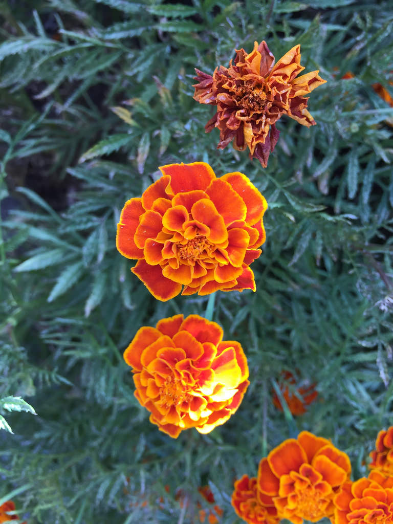 Red bougainvillea + Marigold / Red Wolf