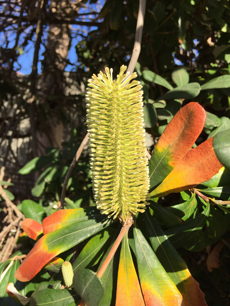 Coast banksia (Banksia integrifolia) / Red Wolf