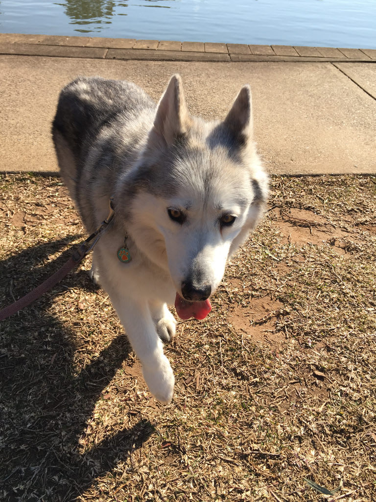 Strut / Red Wolf