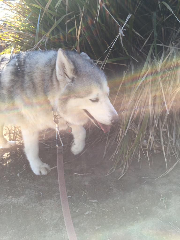 Strut / Red Wolf