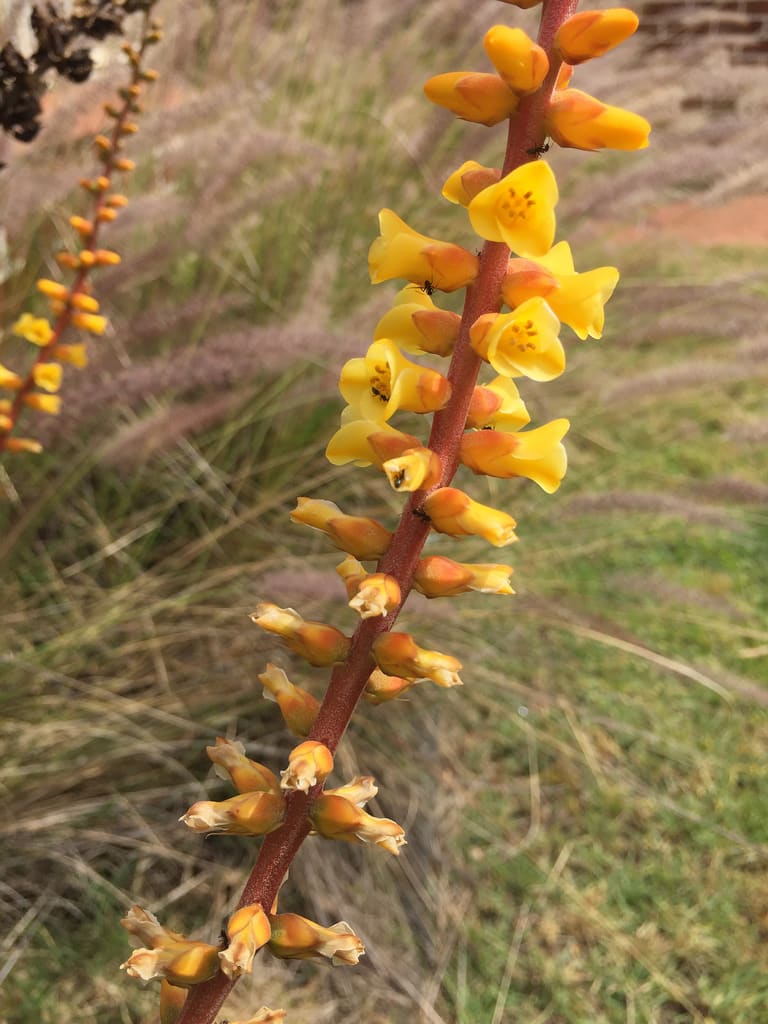 Gathering of ducks / Red Wolf