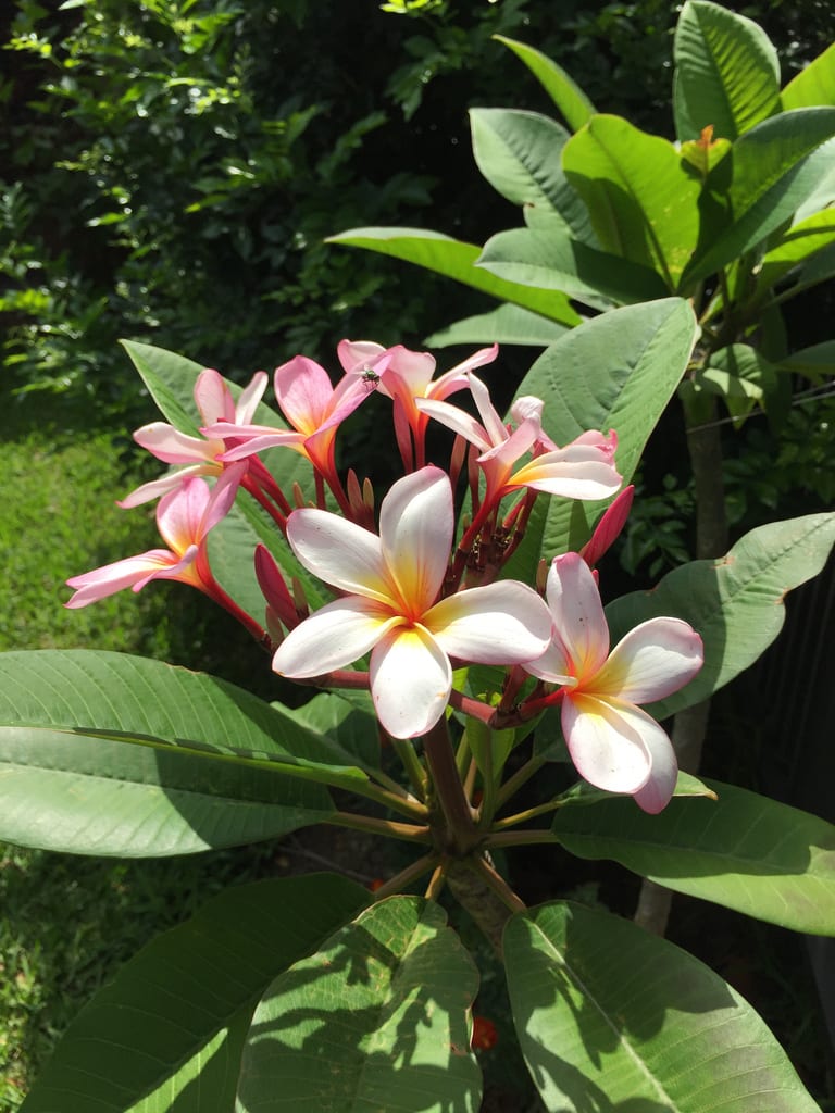 Pink Roses + Frangipani / Red Wolf