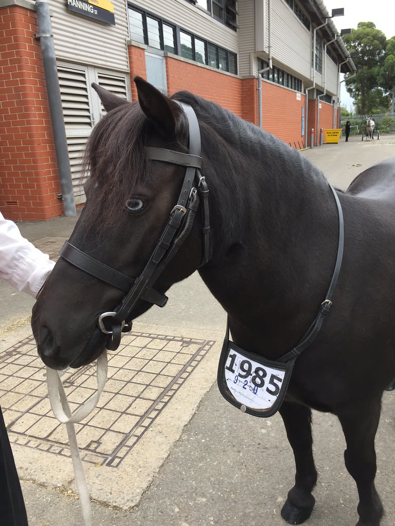 Coleus + Stadium + Cockerel + Pony / Red Wolf