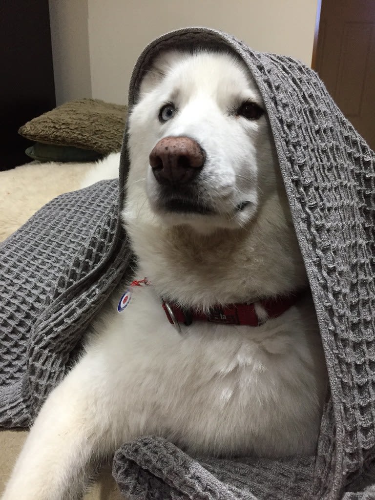 Jedi / Red Wolf