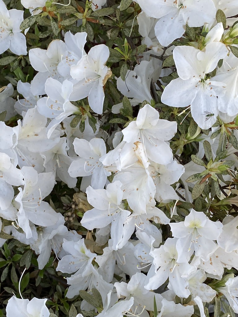 Yellow Gardenia + White Azalea / Red Wolf