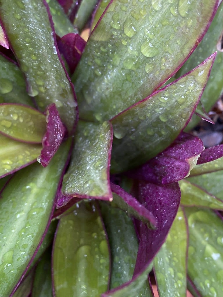 Moss + Tradescantia + Alternanthera + Crassula / Red Wolf