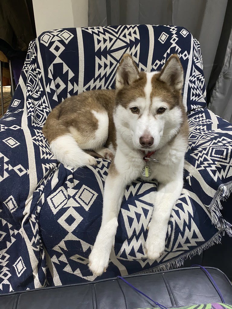 Owning the armchair / Red Wolf