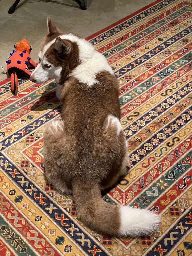 Fluffy butt / Red Wolf
