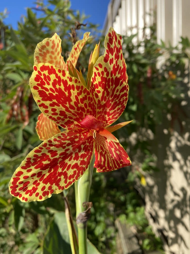 Canna lily / Red Wolf