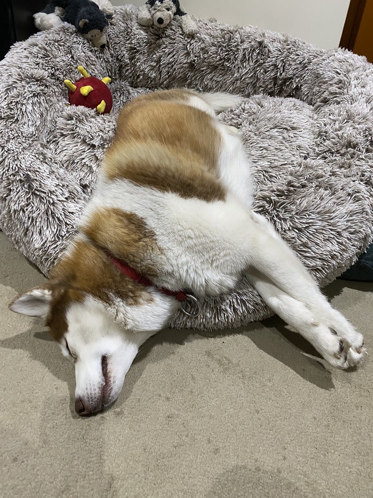 Ignoring the human / Red Wolf