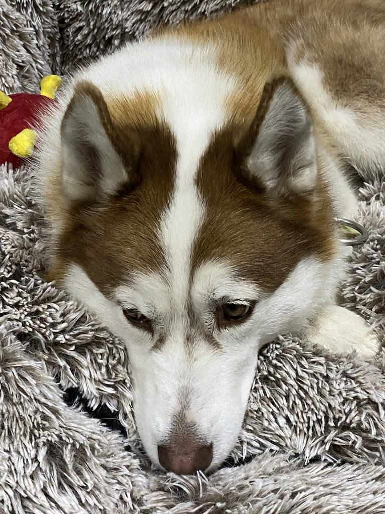 Ignoring the human / Red Wolf