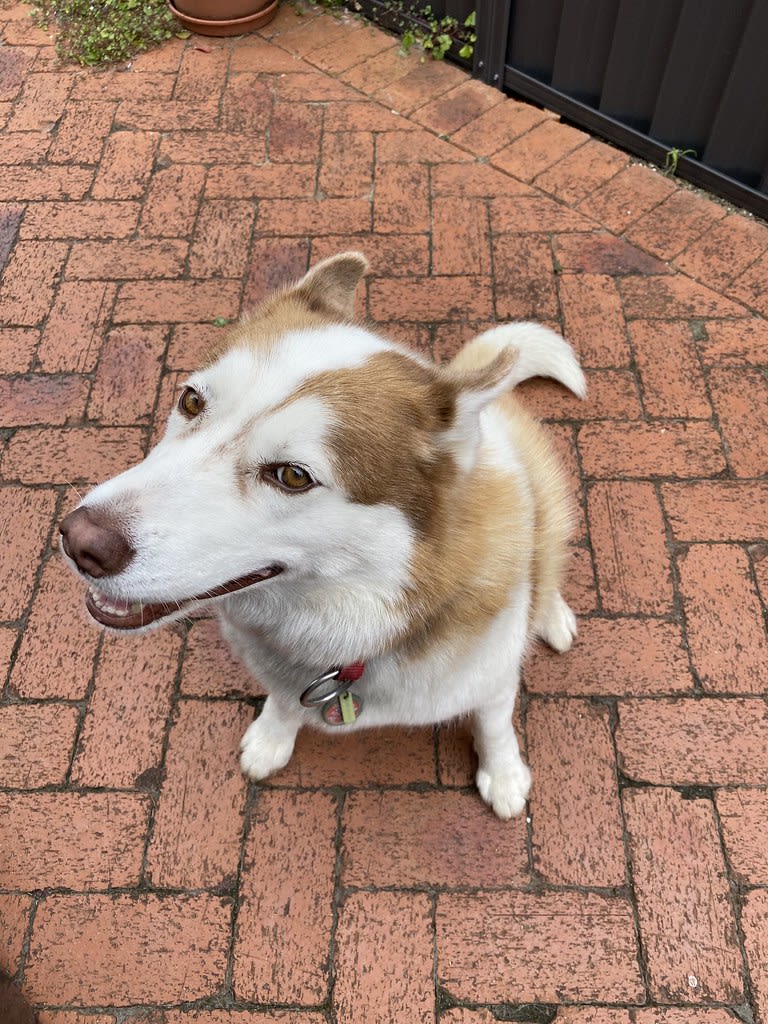 Side eye / Red Wolf