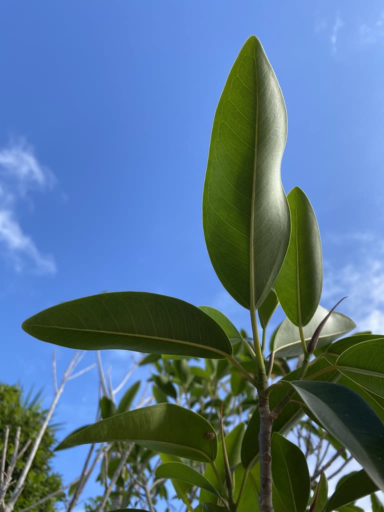 Port Jackson fig (Ficus rubiginosa) / Red Wolf