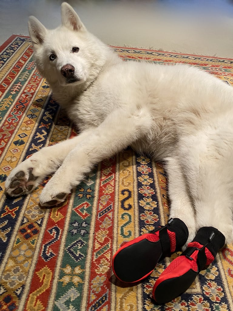 Taking over the dog bed / Red Wolf