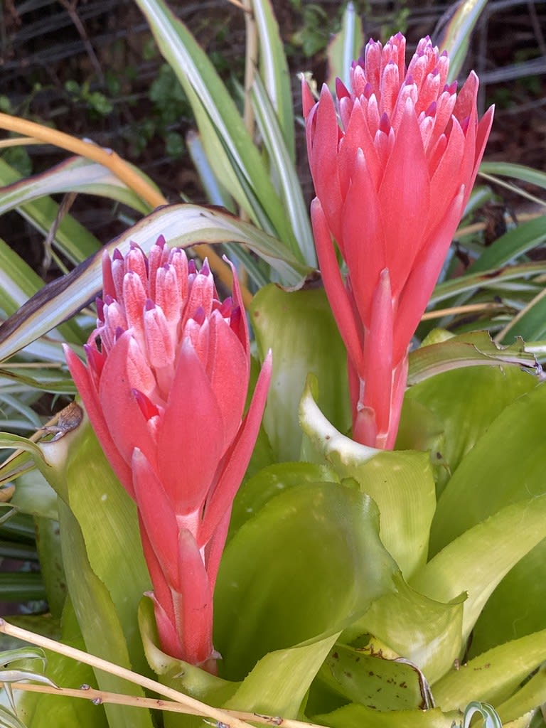 Red Guzmania Bromeliad / Red Wolf