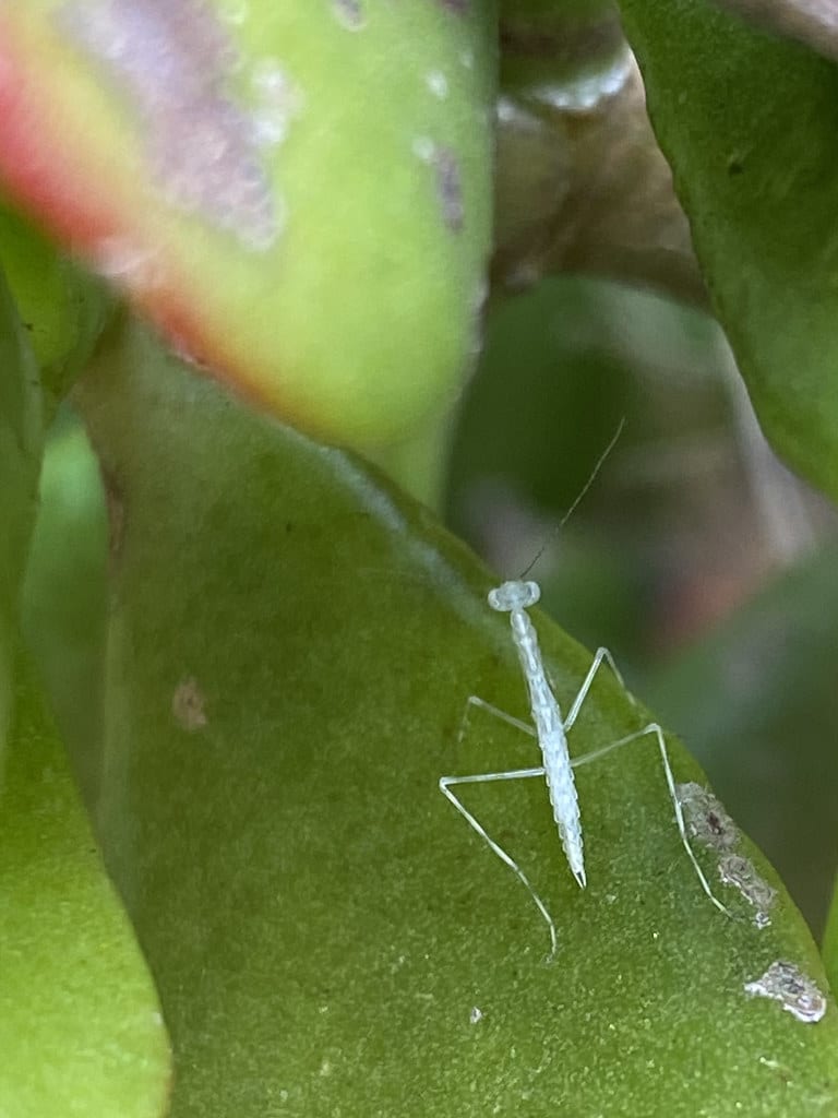 Leaf-curling spider + Praying mantis / Red Wolf